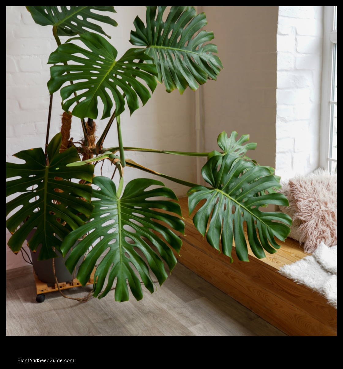 how to save monstera plant