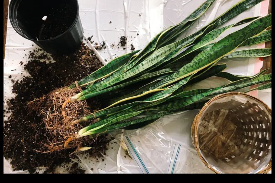 How to Save Your Snake Plant from Root Rot