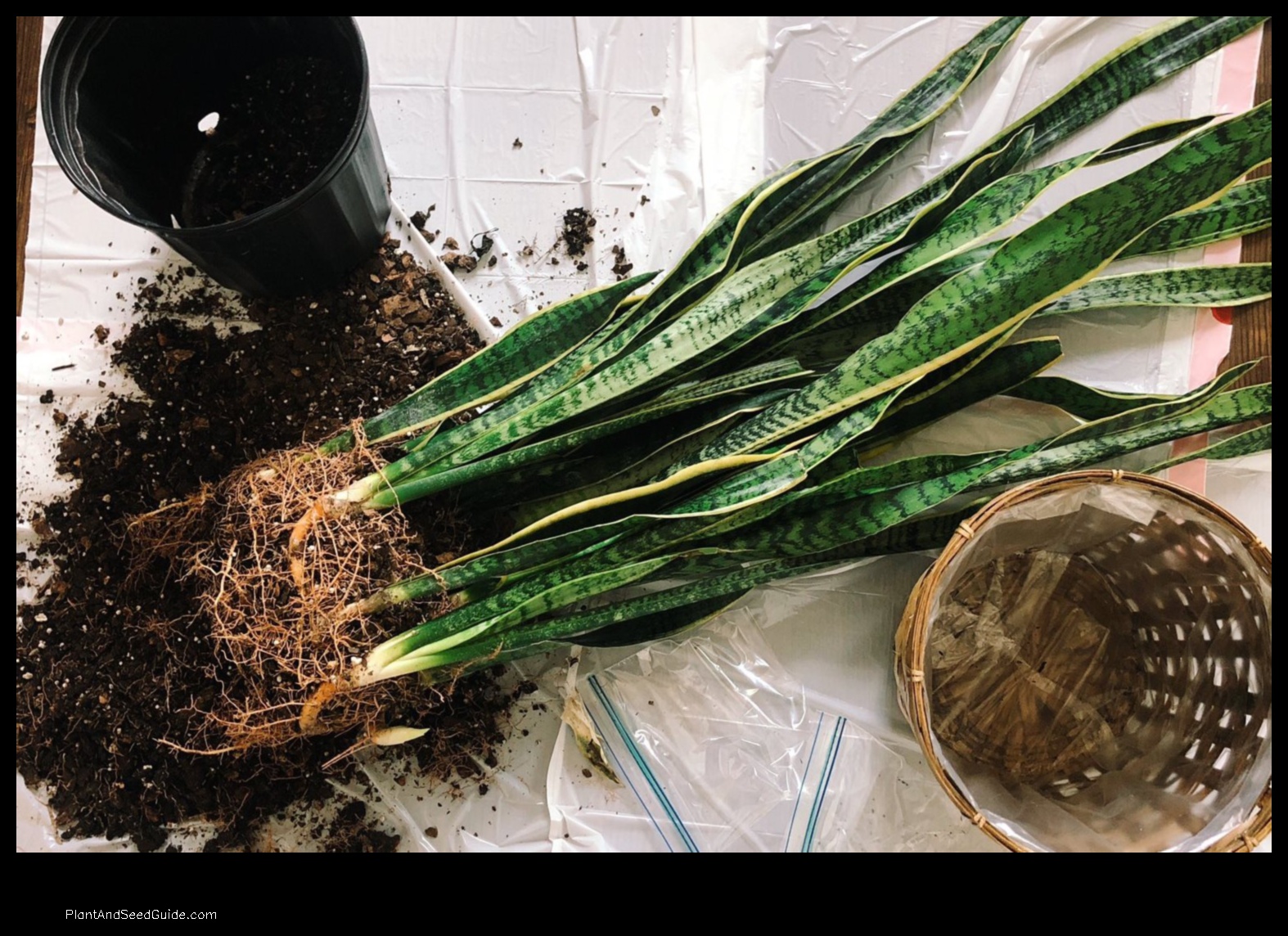 how to fix root rot snake plant