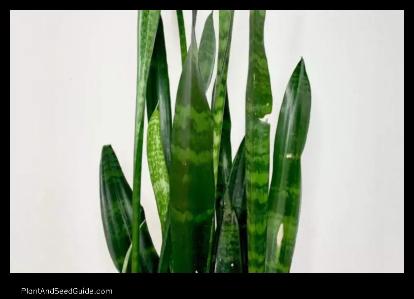 how to fix a broken snake plant leaf