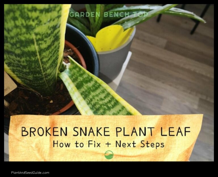 How to Save a Broken Snake Plant Leaf A Step by Step Guide