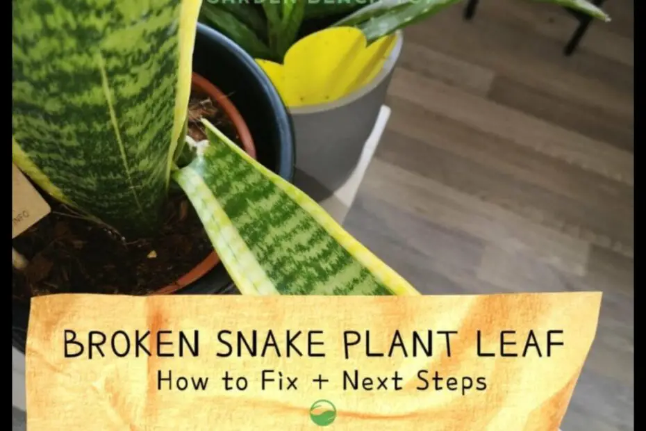 How to Save a Broken Snake Plant Leaf a Step by Step Guide