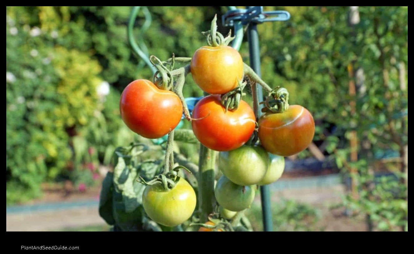 how to fix broken tomato plant
