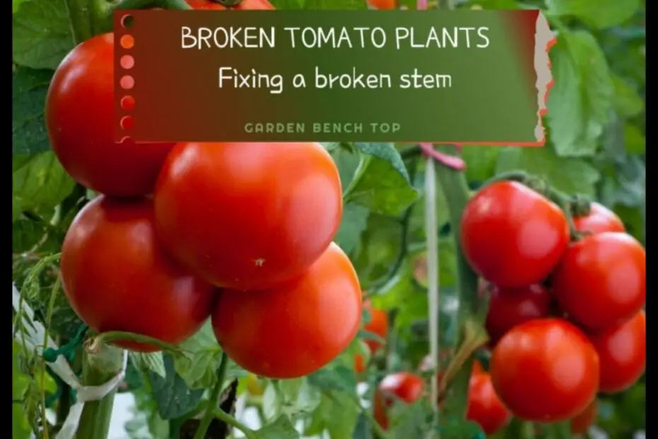 How to Save a Broken Tomato Plant a Step by Step Guide