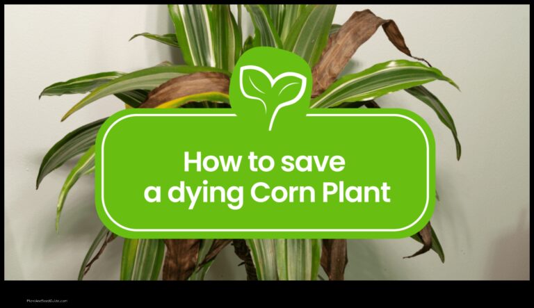 How to Save a Corn Plant A Step by Step Guide