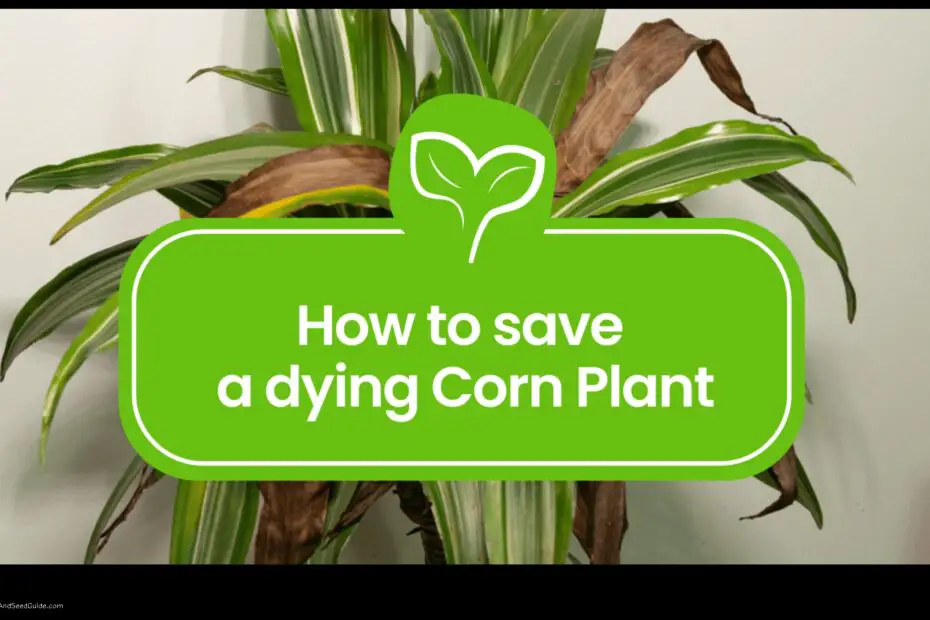 How to Save a Corn Plant a Step by Step Guide