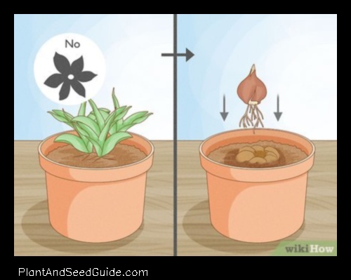 how to save a dying tulip plant