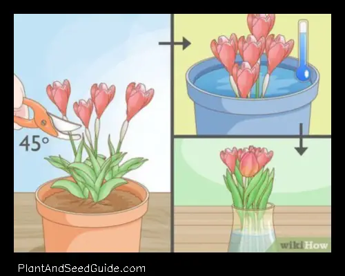 How to Save a Dying Tulip Plant a Step by Step Guide