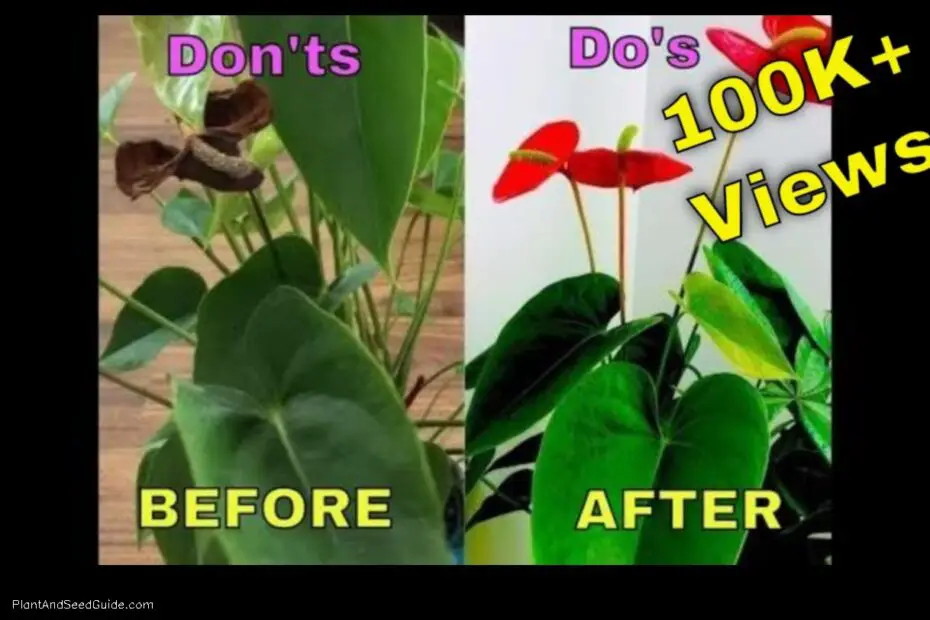 How to Save an Anthurium Plant a Step by Step Guide