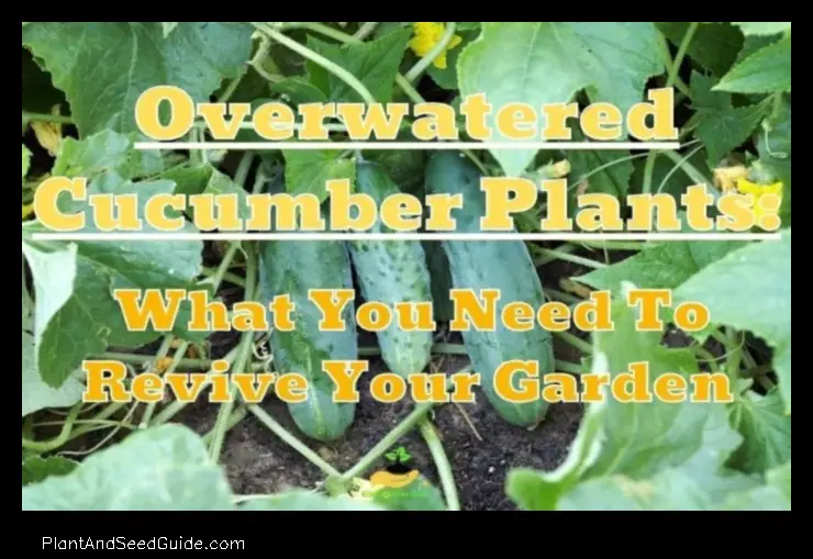 How to Save an Overwatered Cucumber Plant a Step by Step Guide