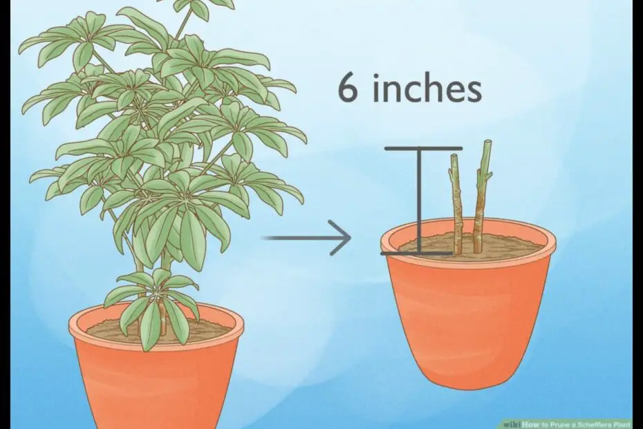 How to Straighten an Umbrella Plant a Step by Step Guide
