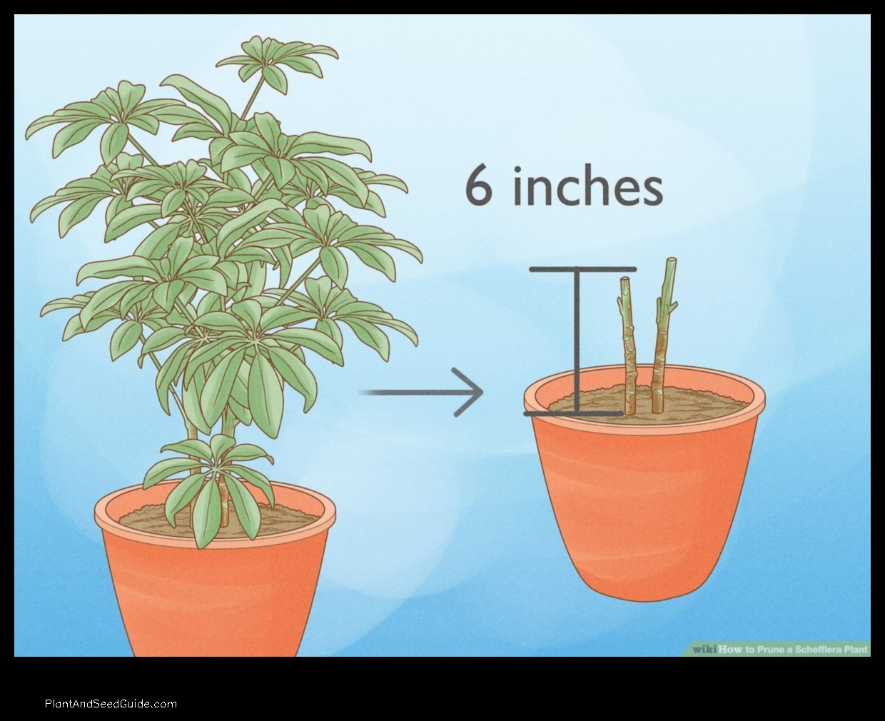 how to straighten umbrella plant