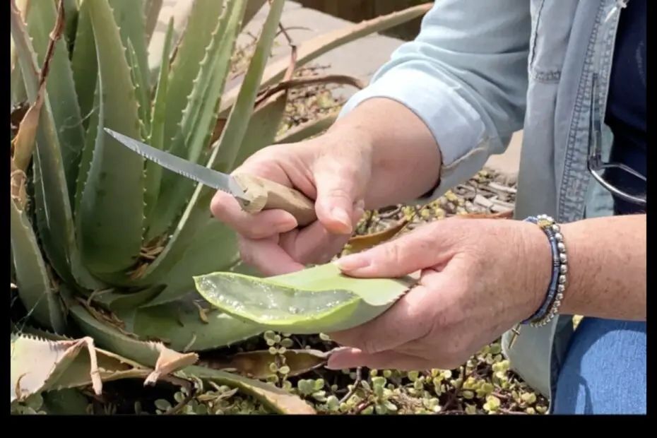 How to Use Your Aloe Vera Plant Without Killing it a Step by Step Guide