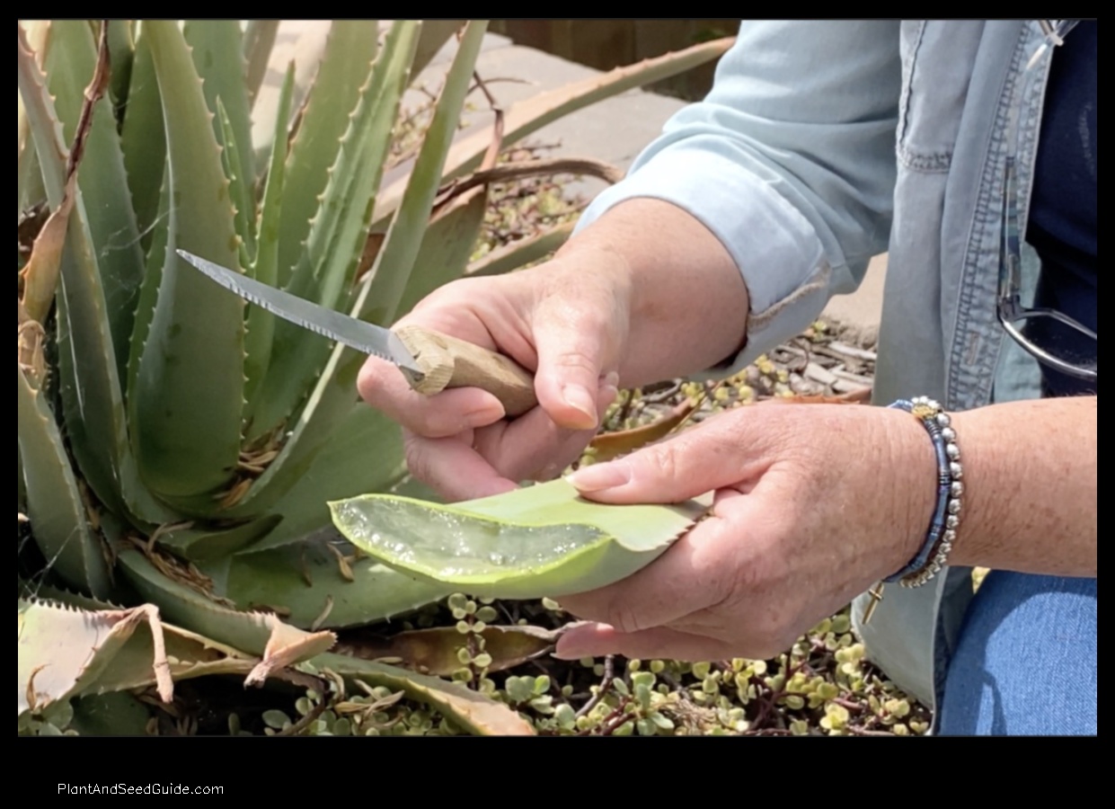 how to use my aloe vera plant without killing it