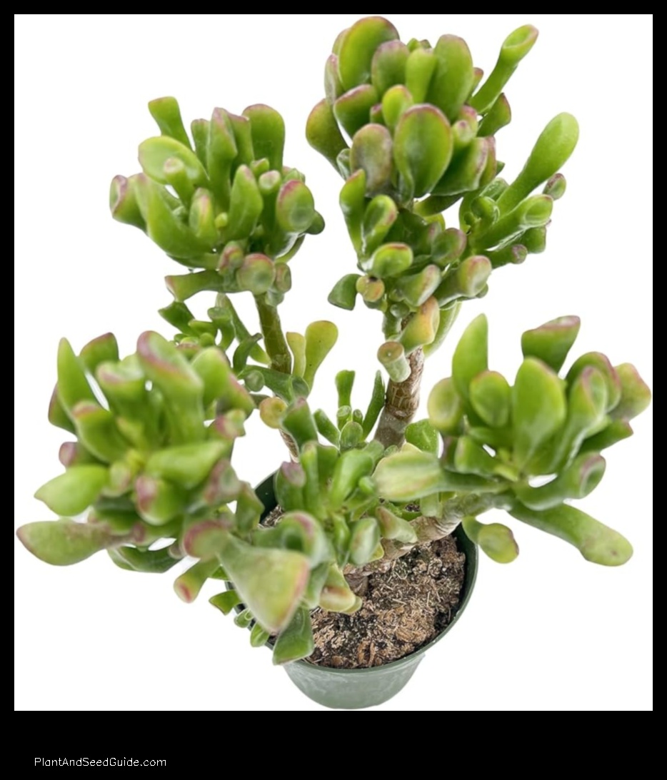 what is ice plant jade
