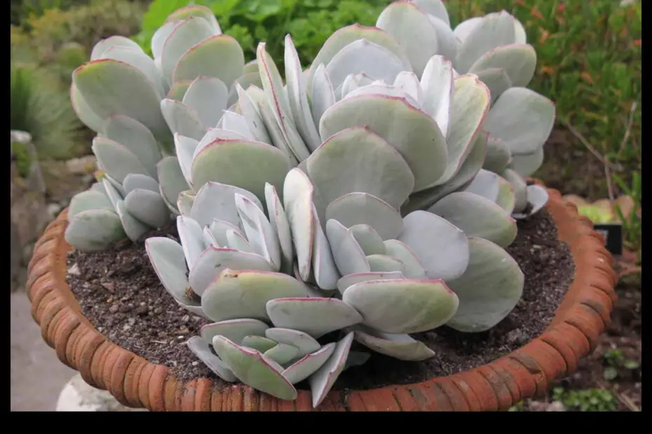 Ice Plant Jade a Succulent with a Unique History and Appearance