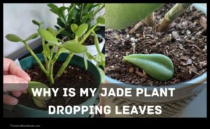 Jade Plant Leaves Why Are They Falling off