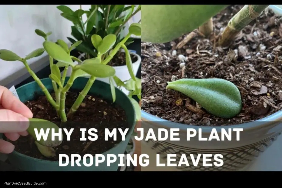 Jade Plant Leaves Why Are They Falling off