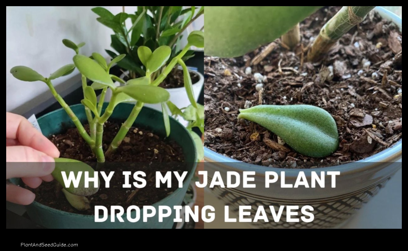 why is my jade plant losing leaves