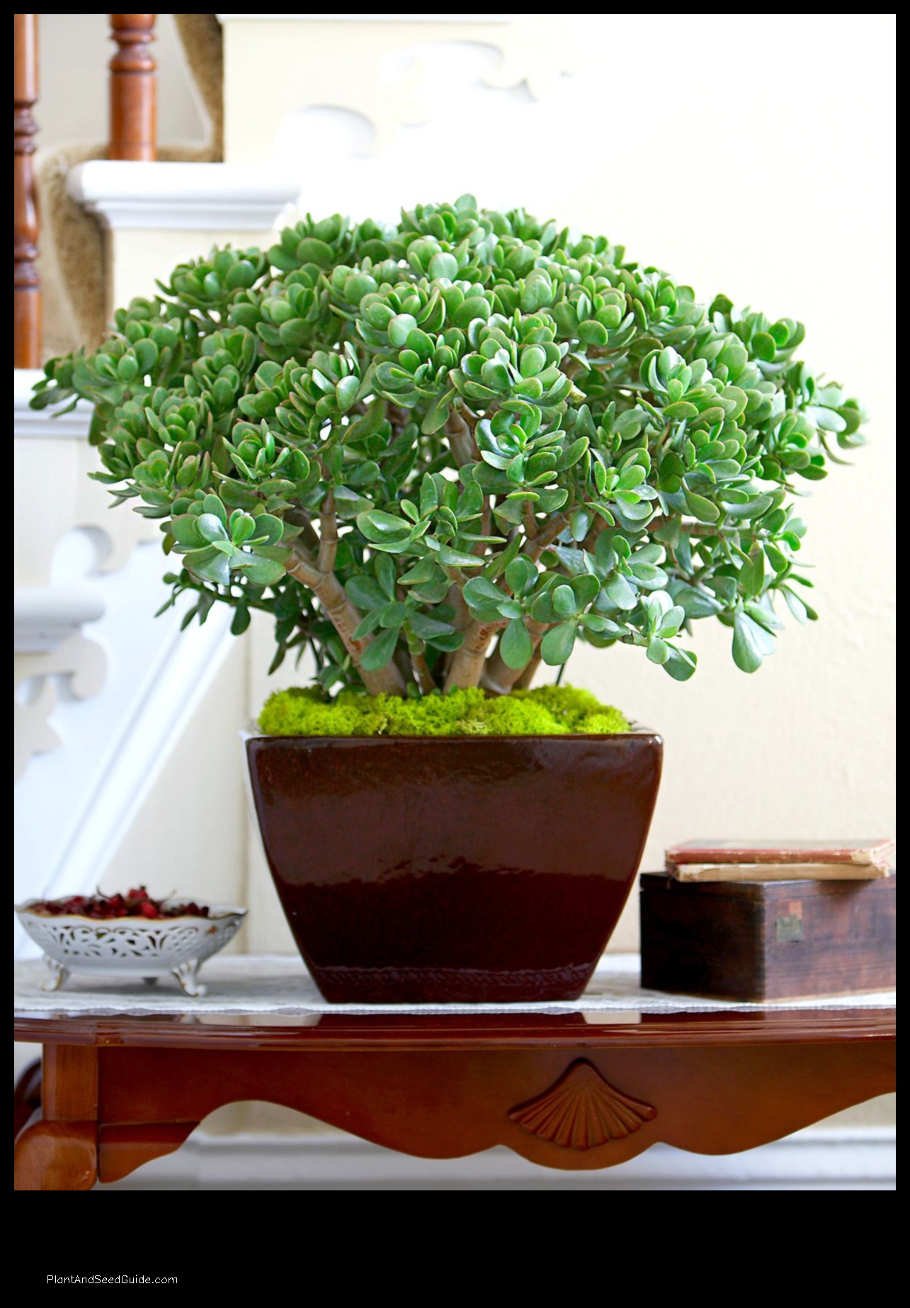 what is jade plant good for