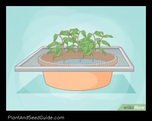 how to plant kangkong
