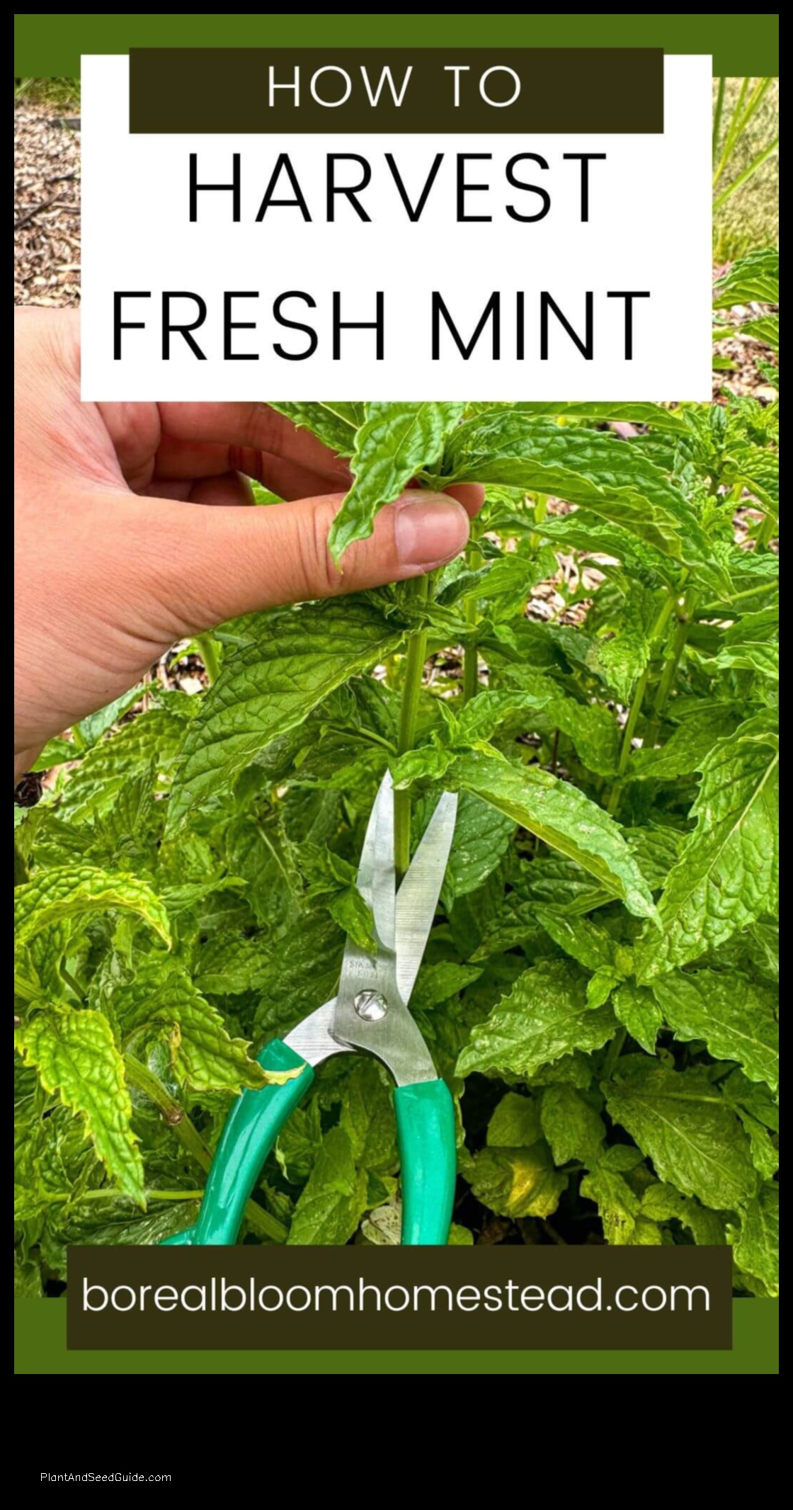 how to cut mint without killing the plant