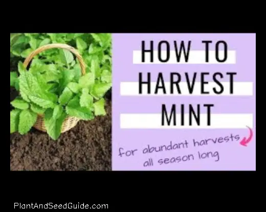 Mint How to Harvest Without Killing the Plant