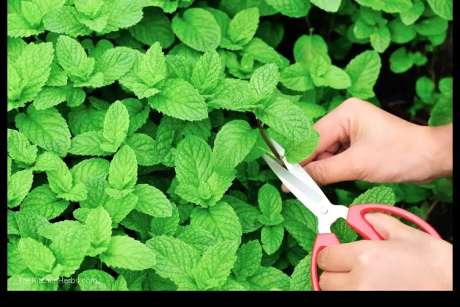 Mint Picking Without Tears How to Harvest Mint Without Damaging the Plant