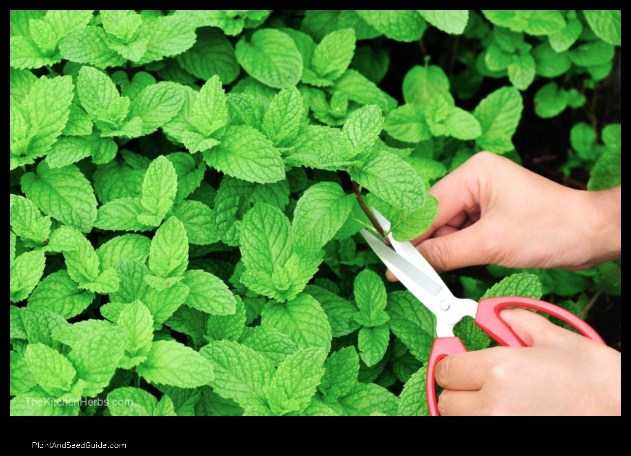 how to pick mint without killing plant