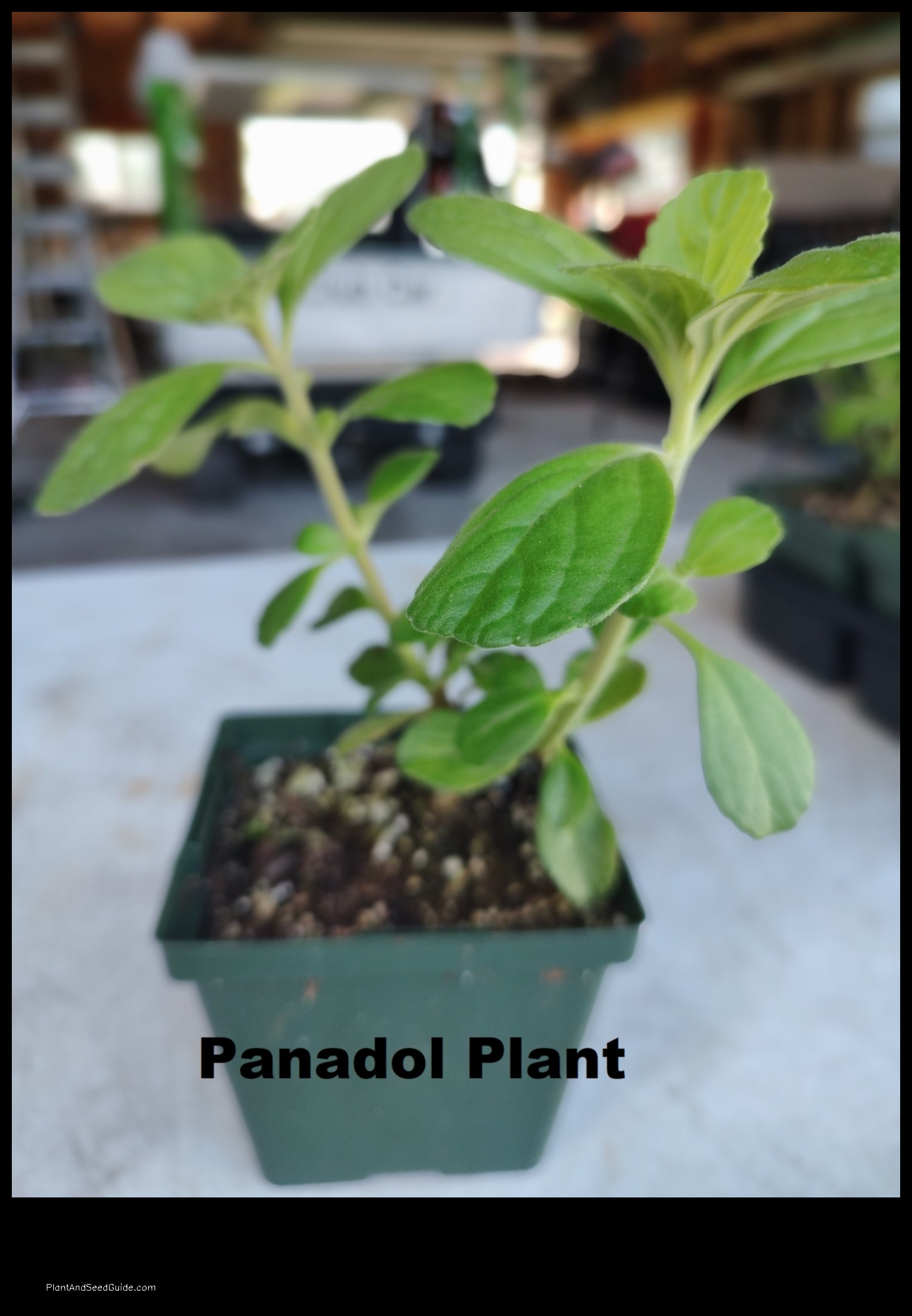 panadol plant where to buy