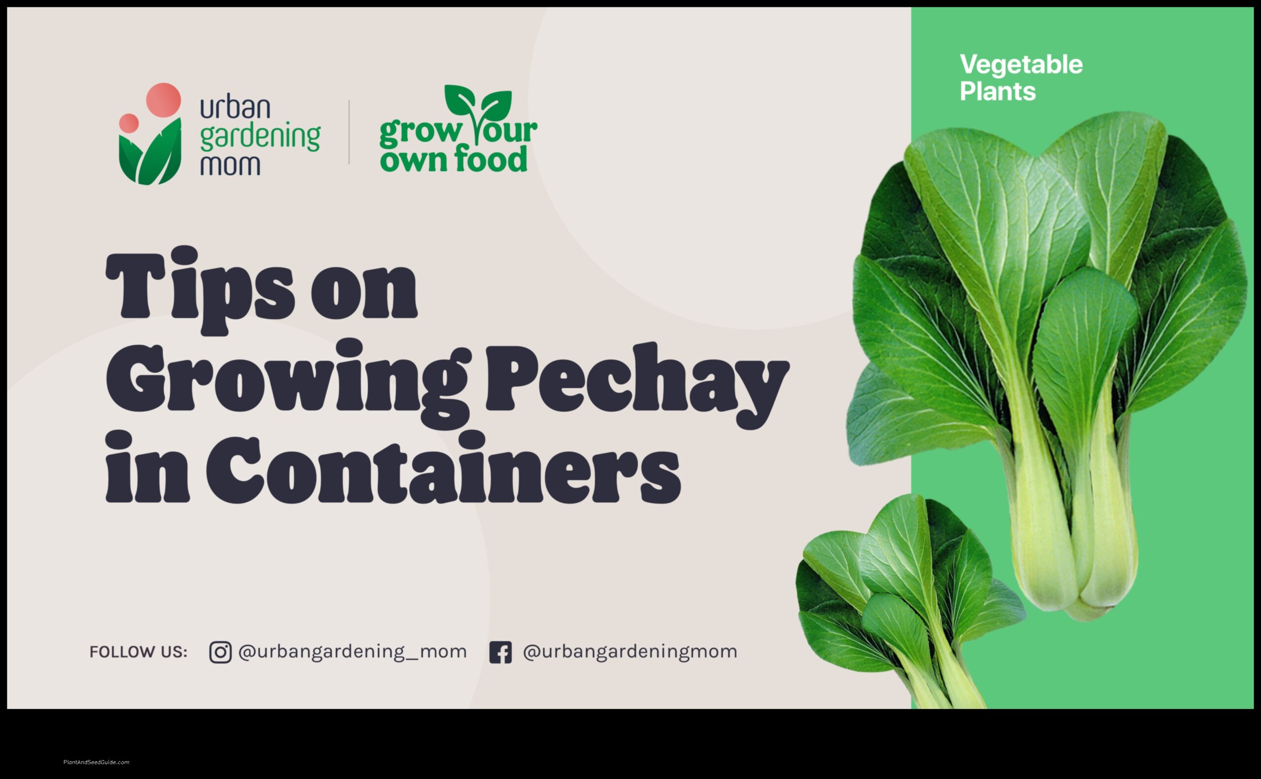 how to plant pechay