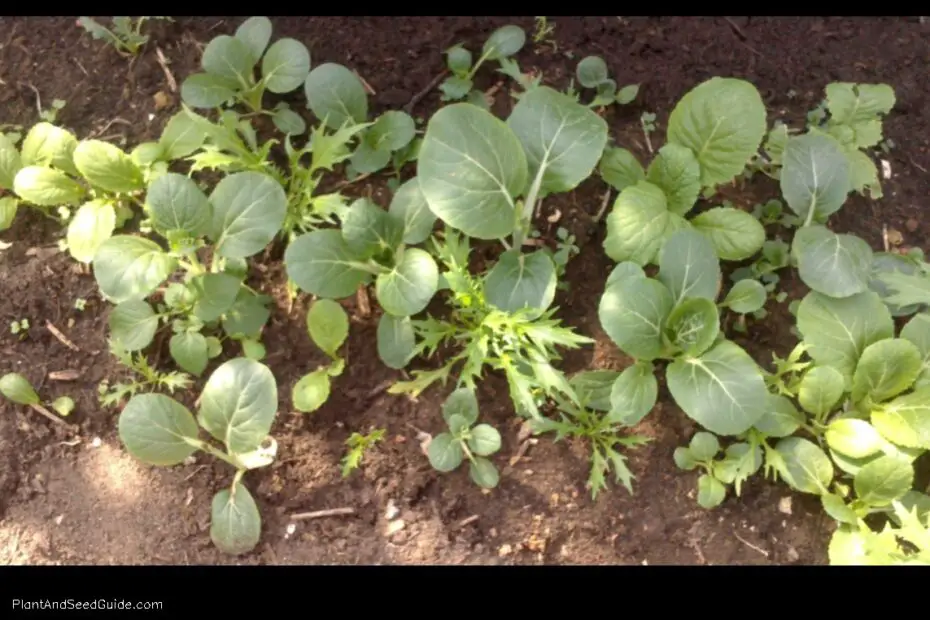 Pechay a Step by Step Guide to Planting and Growing This Delicious Leafy Green