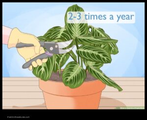 Pruning Prayer Plants a Step by Step Guide