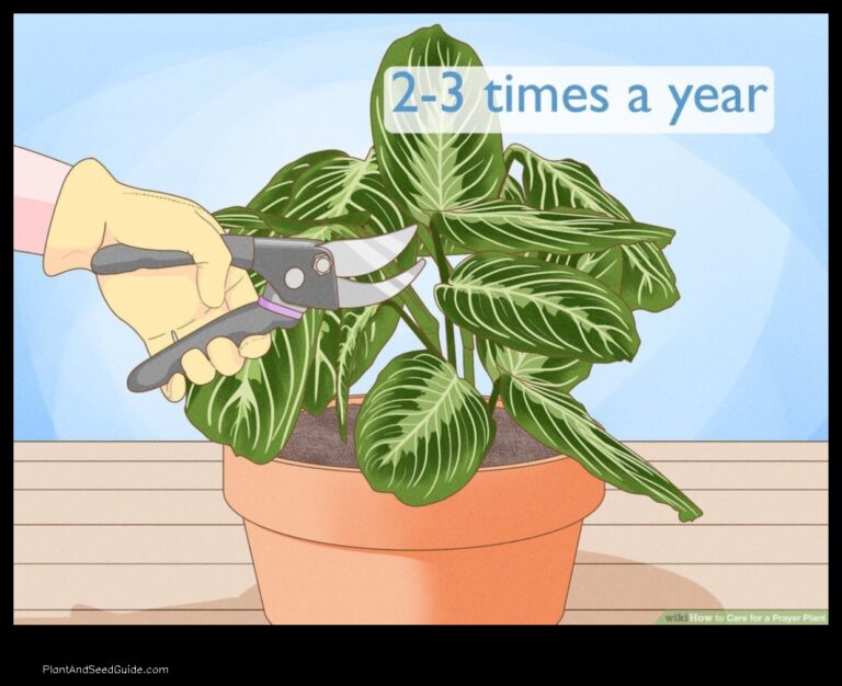 Pruning Prayer Plants A Step by Step Guide