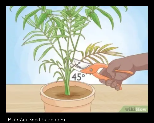 what happens if you cut all the leaves off a plant