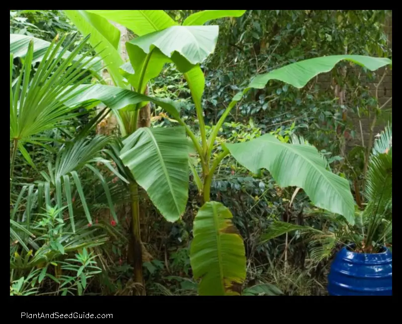 how to revive a banana plant