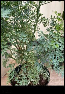 Ruda Plant Care a Guide to Growing and Maintaining This Hardy Herb