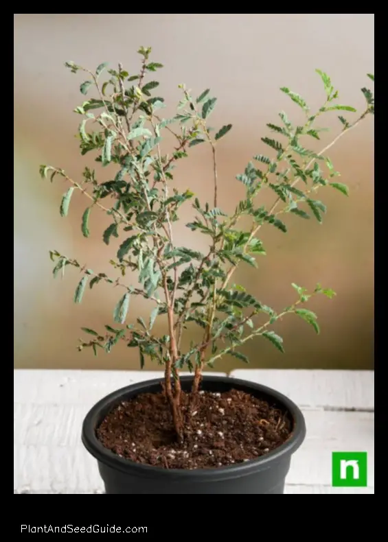 where to buy shami plant in usa