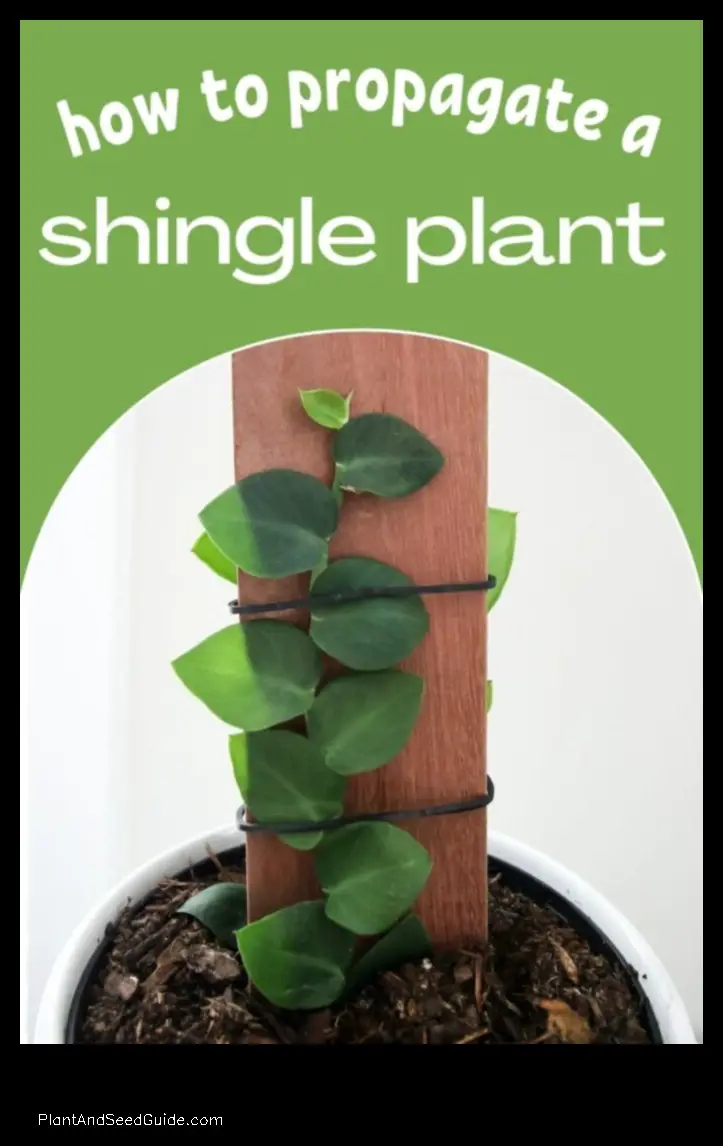 how to propagate shingle plant