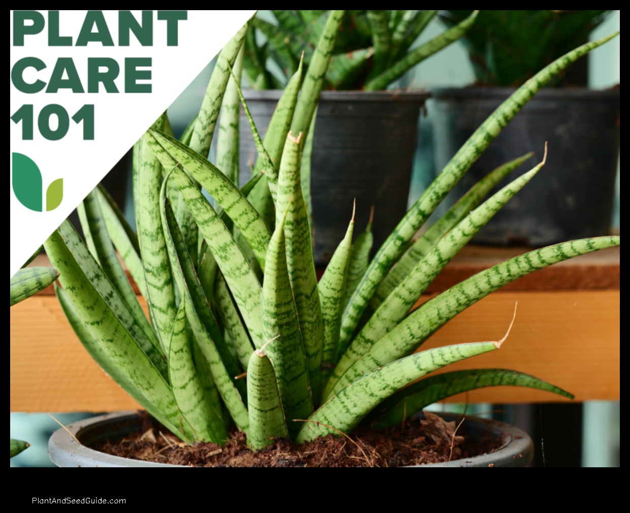 how to grow snake plant faster