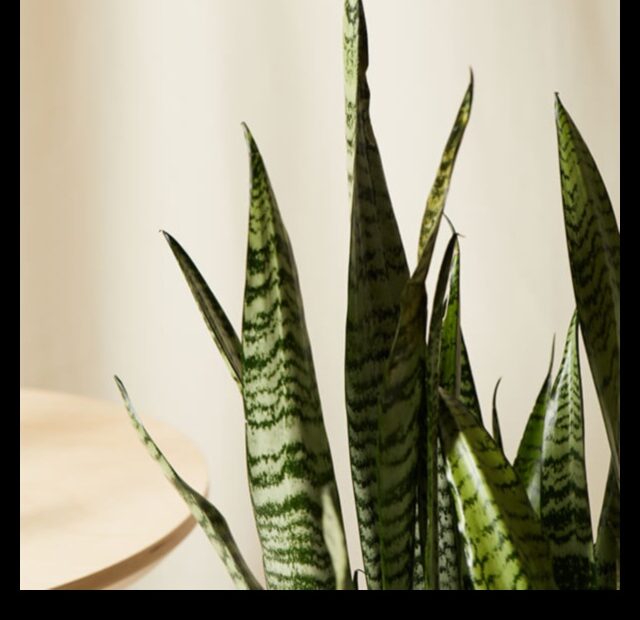 Snake Plant 101 How to Grow Sansevieria Faster