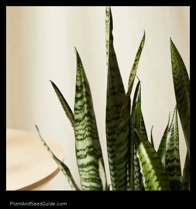 how to grow snake plant faster