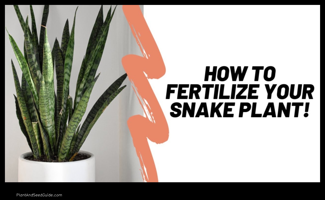 how to fertilize a snake plant