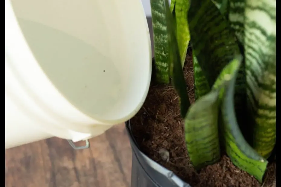 Snake Plant Care How to Fertilize Your Sansevieria