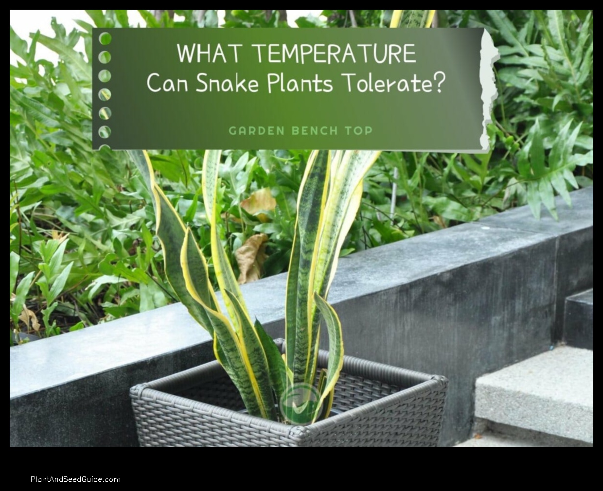 what temperature can a snake plant tolerate