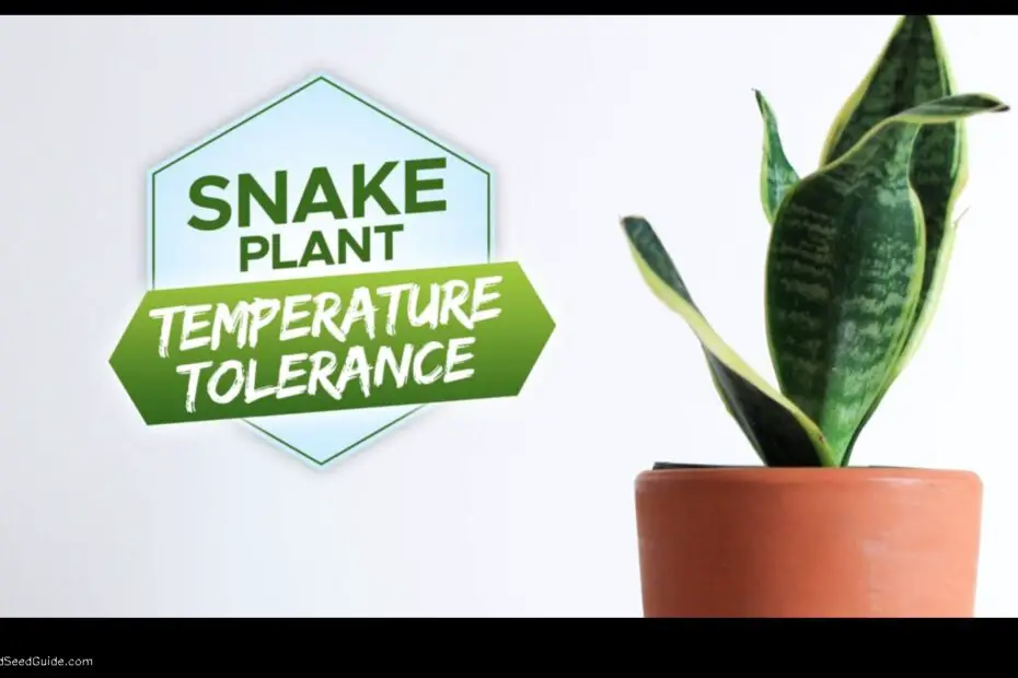 Snake Plant Temperature Tolerance the Lowdown on How Cold and Hot They Can Get