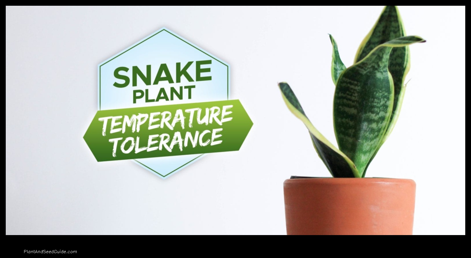 what temperature can a snake plant tolerate