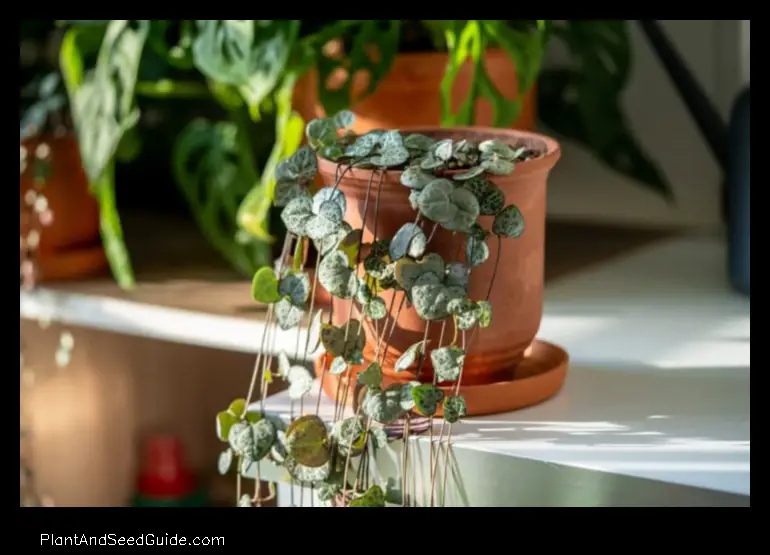 where to buy string of hearts plant