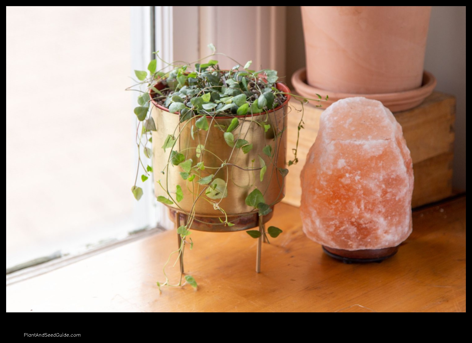where to buy string of hearts plant