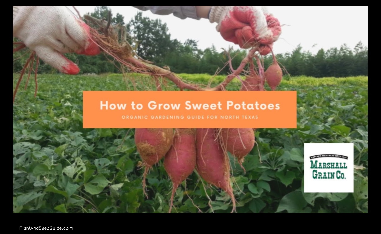when to plant sweet potatoes in texas